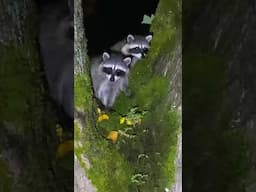 Cute lil Raccoons