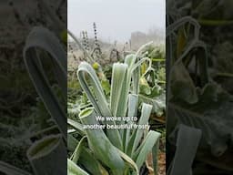 Hoar Frost #wintergarden #growyourownfood #ireland