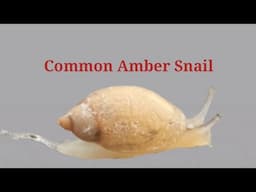 Snail Crawling | Common Amber Snail