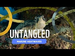 Untangled: Marine Heatwaves