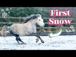 MINI PONY'S FIRST SNOW | This Esme