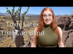 Bottle Tree: Toxic Latex That Can Make You Blind!