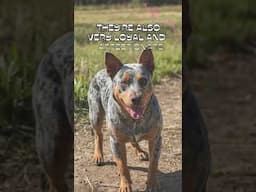 Why the Australian Cattle Dog is the Ultimate Companion 🐶 | Dog show