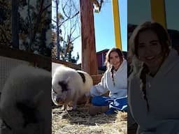 Pigs are like cats 🐷🥰 #shorts #pig #animals #farm #irl #mayahiga #twitch #streamer