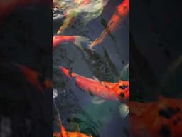 Symbolism of Koi Fish #koi #koifish #koipond