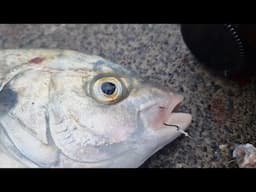 Stressful Wharf Fishing! (NZ Wharf Fishing at the Far North)