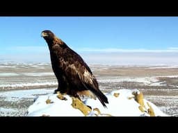 Golden eagles     Produced by: Steve Chindgren