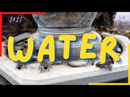 Should I add water to my hives? | Adding water to my beehives in the Summer?