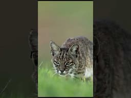 Photographing a successful Bobcat hunt. #bobcat #cats #wildlife #wildlifephotography #nature