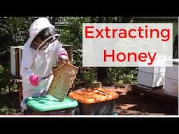 Beekeeping for beginners- Extracting honey