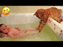 When the two cats were startled, they fell backwards 😻 Funny Cats Videos 🤣