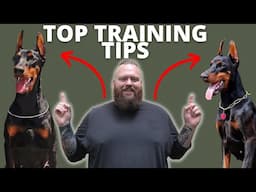 3 TIPS FOR TRAINING YOUR DOBERMAN