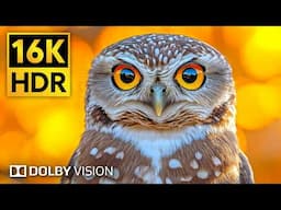 Animals & Wildlife 16K HDR 240 fps Dolby Vision • Animals Name with Relaxing music