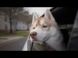 Good Boy Has Chill Day  (Canon C70 + CLOG 2)