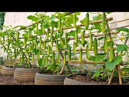 Shocking: Method of Growing Cucumbers Without Fertilizer and Still Full of Fruit!