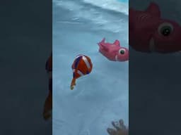 ENCONTREI O PEIXE NEMO NA PISCINA #amigodosbrinquedos