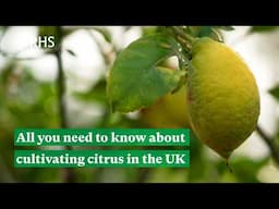 All you need to know about cultivating citrus in the UK | The RHS