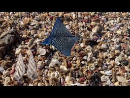 Micro shell hunting in a 100,000 seashell pile during a storm! Jackpot micro shells found!