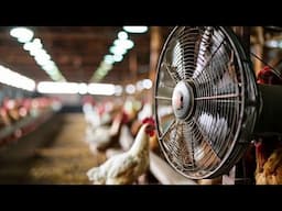 Hot Weather? Protect Your Chicken with This Simple DIY Cooling System