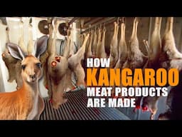 Kangaroo Meat Harvesting & Processing