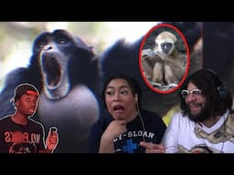 The Funniest Animal In The World! | Casual Geographic Reaction