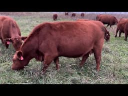 Fat & Sassy momma cows grazing in November