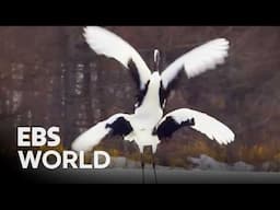 [ENG SUB] The Secret to 30-Year Partnerships of Japanese Red-Crowned Cranes #PICKDOCU