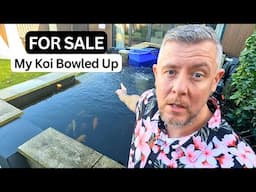 My Koi Fish for Sale 🐠🐡🎏 #KoiForSale #Koi #KoiFish #KoiPond