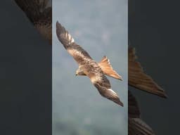 Red kite - Bird Photography (Mallorca)