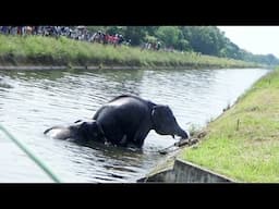 Two Elephants crying & begging for human help after being trapped in a huge canal | Elephant rescue