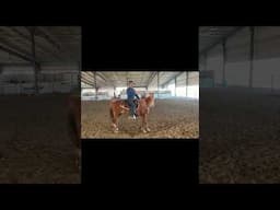 What causes head tossing in how can you fix it? #horse #fyp #horser #carsonjames #problemsolving ￼