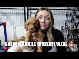 GOLDENDOODLE BREEDER VLOG | VET VISIT + WHERE THE PUPPIES ARE HEADED