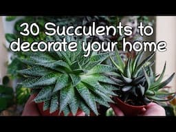 30 Low sunlight succulent names and care tips. Indoor half shade succulents.