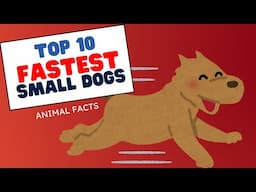 Top 10 Fastest Small Dog Breeds