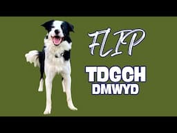 Flip: TDGCH (Trick Dog Grand Champion title) DMWYD