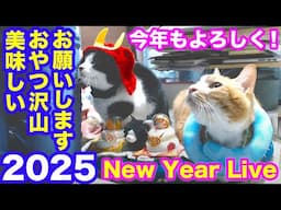 2025ｰ1−5 保護猫たちの「ほっこり猫ライブ」ハッチ＆マック＋黒猫めめ＋がんサバイバーママ Cat live Stream in Japan -Cat Life TV