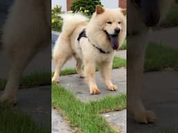 Chow Chow out to socialize #chowchow #shorts #dog