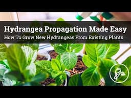 Hydrangea Propagation Made Easy / How To Grow New Hydrangeas From Your Existing Plants