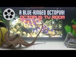 Showing a Blue-Ringed Octopus to a Common Octopus - Octopus TV Room - Episode 3