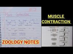 MUSCLE CONTRACTION FULL NOTES||ZOOLOGY NOTES #bsczoology @ZOOLOGYNOTES