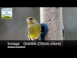 footage Grünfink (Chloris chloris).   European greenfinch