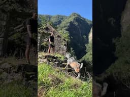 Just a sunny afternoon with my pet goat on Madeira Island! #madeira #goat #madeiraisland