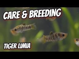 My Favorite Unique Livebearer!  Tiger Limia Care and Breeding