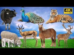 4K Wild Animal Sounds: Buffalo, Peacock, Tiger, Sheep, Antelope, Horse, Deer - Animal Kingdom’s Best