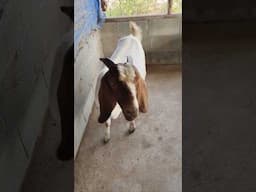 Raising Goats is Amazing