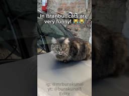 Istanbul cat drift 😼 #cat #funny #kedi #istanbul #stray  #cars