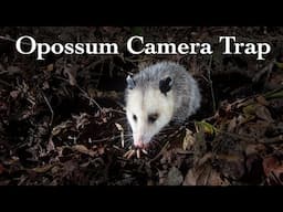 Opossum Den Camera Trap with Surprise Visitor!