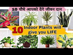 Top 10  Air Purifying Indoor Plants for Clean Air | NASA APPROVED | Best Indoor Plants