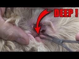 Dog Ear Hair Removal