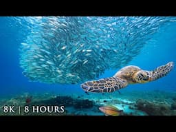 8K UNDERWATER FILM: "Secrets of the Ocean" 8HR Nature Relaxation Ambient Film + Calming Music